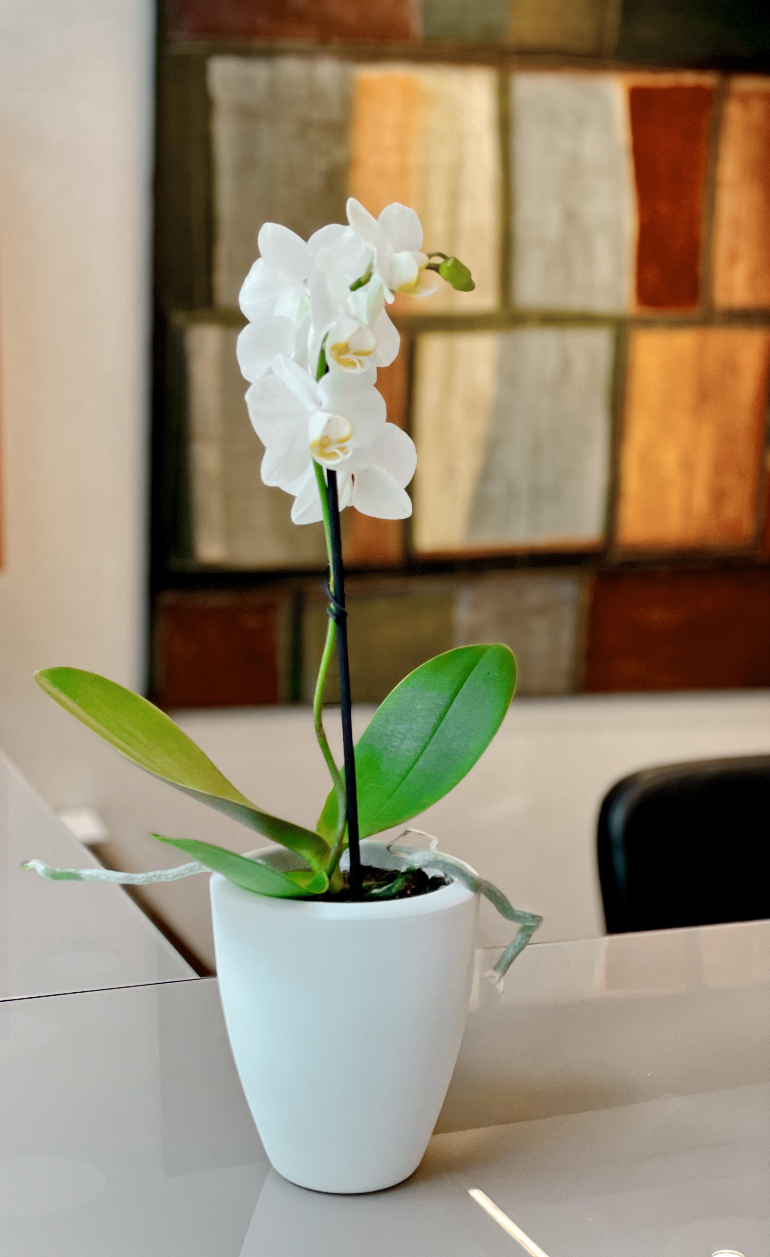Hotel Sm Sant Antoni Barcellona